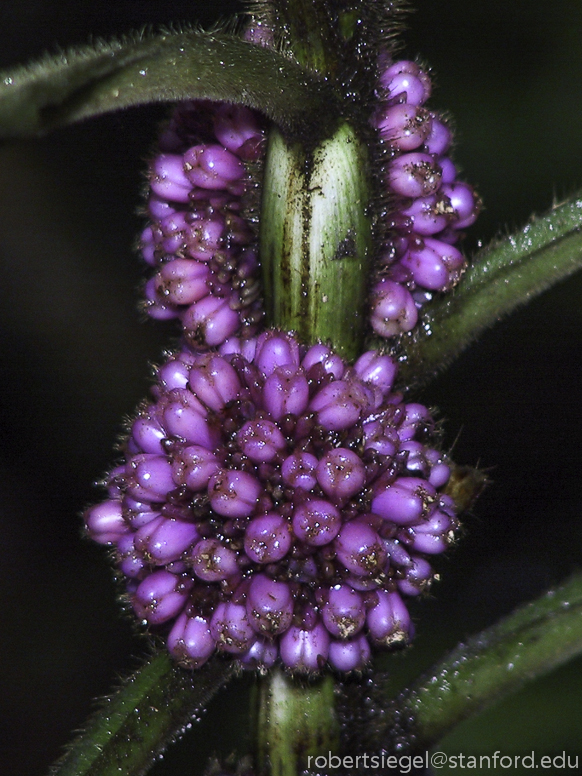 purple flower